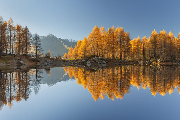 Ferrè piz and autumn larches reflected on Azzurro lake, Motta, Campodolcino, Sondrio province, Lombardy, Italy, Europe