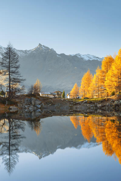 Ferrè piz and autumn larches reflected on Azzurro lake, Motta, Campodolcino, Sondrio province, Lombardy, Italy, Europe