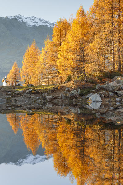 Cima de val Loga piz and autumn larches reflected on Azzurro lake, Motta, Campodolcino, Sondrio province, Lombardy, Italy, Europe