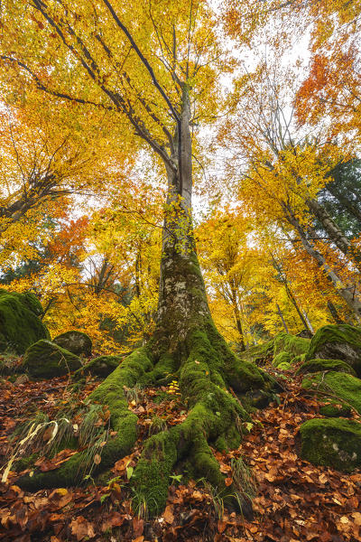 Autumn beech tree, Bagni di Masino forest, Val Masino, Sondrio province, Valtellina, Lombardy, Italy, Europe