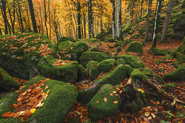 Bagni di Masino forest in Autumn time, Val Masino, Sondrio province, Valtellina, Lombardy, Italy, Europe