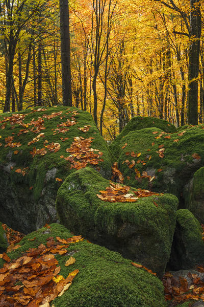 Bagni di Masino forest in Autumn time, Val Masino, Sondrio province, Valtellina, Lombardy, Italy, Europe