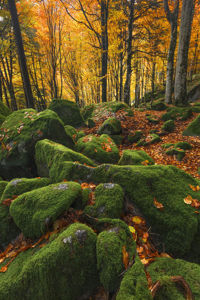 Bagni di Masino forest in Autumn time, Val Masino, Sondrio province, Valtellina, Lombardy, Italy, Europe