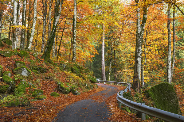 Autumn road, Bagni di Masino forest, Val Masino, Sondrio province, Valtellina, Lombardy, Italy, Europe