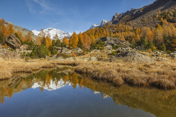 Disgrazia mount reflected into a pond in Autumn time, Preda Rossa, Val Masino, Valtellina, Sondrio province, Lombardy, Italy, Europe