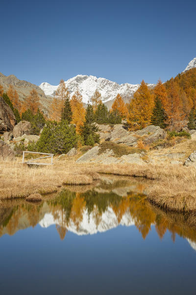 Disgrazia mount reflected into a pond in Autumn time, Preda Rossa, Val Masino, Valtellina, Sondrio province, Lombardy, Italy, Europe