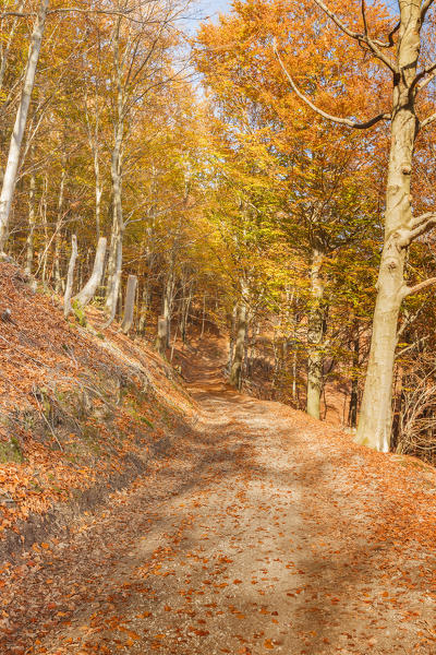 Autumn woods, Sighignola, Lanzo d'Intelvi, Intelvi valley, Como province, Lombardy, Italy, Europe