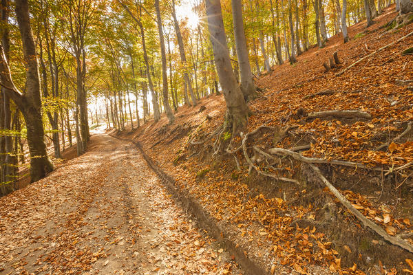 Autumn woods, Sighignola, Lanzo d'Intelvi, Intelvi valley, Como province, Lombardy, Italy, Europe