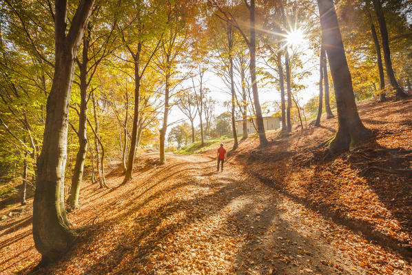 Hiker walks into the autumn woods, Sighignola, Lanzo d'Intelvi, Intelvi valley, Como province, Lombardy, Italy, Europe (MR)