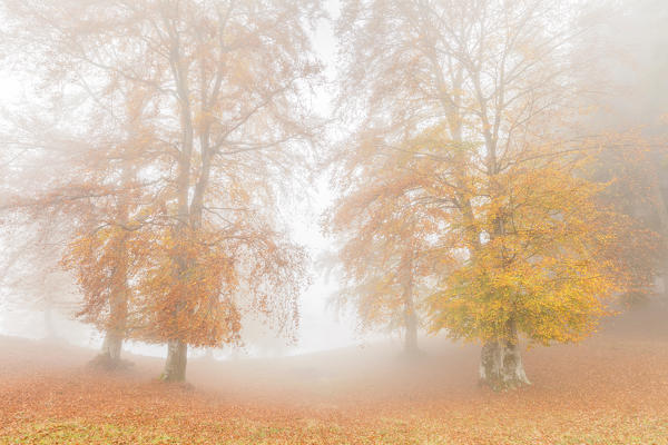 Two beeches into the fog near Monte Tellero pond, Ponna Superiore, Intelvi valley, Como province, Lombardy, Italy, Europe