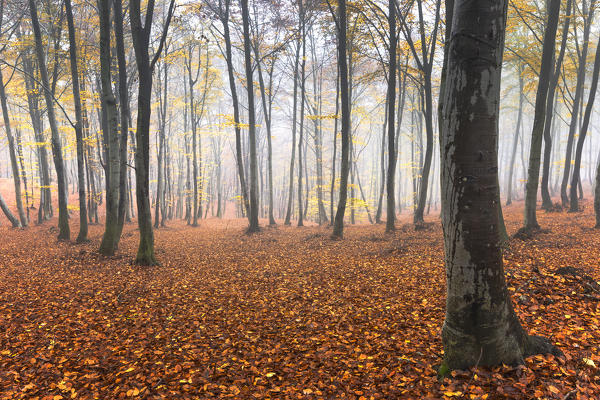 Autumn woods, Monte Tellero, Ponna Superiore, Intelvi valley, Como province, Lombardy, Italy, Europe