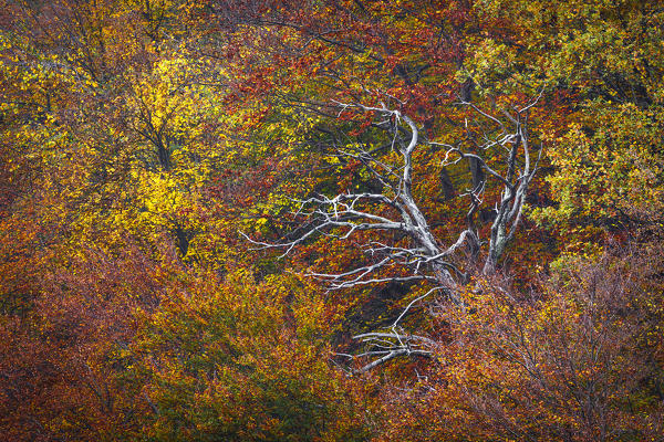 A solitary bare tree surrounded by autumn foliage, Laino, Intelvi valley, Como province, Lombardy, Italy, Europe