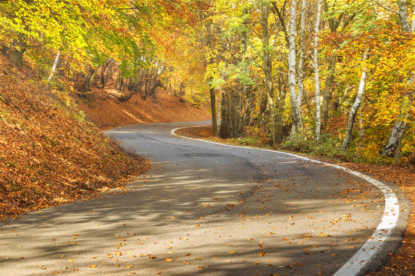 Autumn road in a woods of Sighignola, Lanzo d'Intelvi, Intelvi valley, Como province, Lombardy, Italy, Europe