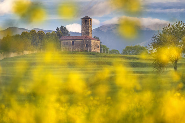Rapeseed (Brassica Napus) frame the San Martino church, Garbagnate Monastero, Lecco province, Brianza, Lombardy, Italy, Europe