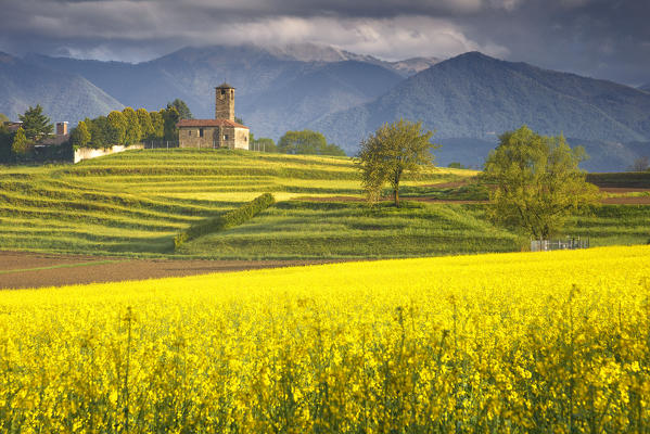 Rapeseed fields (Brassica Napus), San Martino church, Garbagnate Monastero, Lecco province, Brianza, Lombardy, Italy, Europe