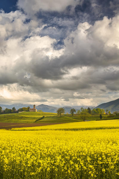 Rapeseed fields (Brassica Napus), San Martino church, Garbagnate Monastero, Lecco province, Brianza, Lombardy, Italy, Europe