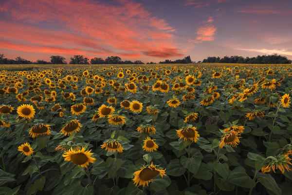 Sunset on Sunflowers field (Helianthus Annuus), Lurago Marinone, Como province, Lombardy, Italy, Europe