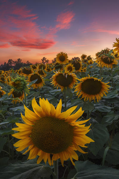 Sunset on Sunflowers field (Helianthus Annuus), Lurago Marinone, Como province, Lombardy, Italy, Europe