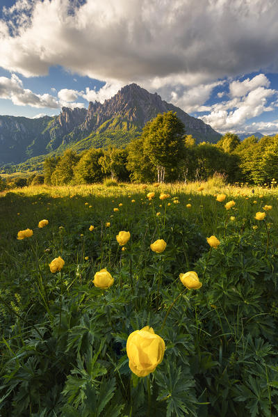 Blooming of Globeflowers (trollius) on meadows of Coltignone mount, Pian dei Resinelli, Lecco province, Lombardy, Italy, Europe