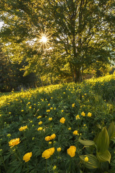 Blooming of Globeflowers (trollius) on meadows of Coltignone mount, Pian dei Resinelli, Lecco province, Lombardy, Italy, Europe