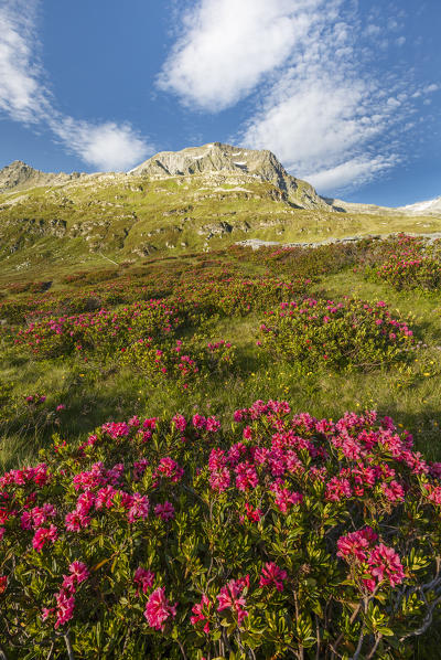 Blooming Rhododendron flowers, Spadolazzo piz, Montespluga, Madesimo, Sondrio province, Spluga valley, Lombardy, Italy, Europe