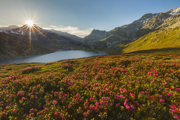 Sunset on Montespluga lake with blooming Rhododendron, Madesimo, Sondrio province, Spluga valley, Lombardy, Italy, Europe