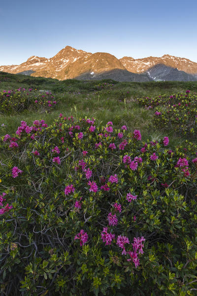 Sunset on Spluga valley peaks with blooming Rhododendron flowers, Montespluga, Madesimo, Sondrio province, Spluga valley, Lombardy, Italy, Europe