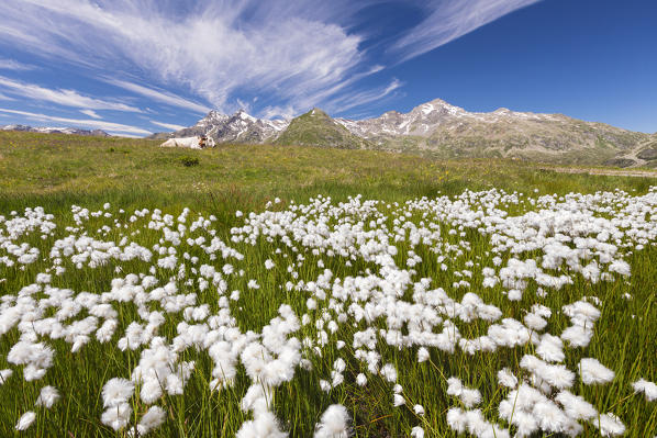 Blooming Cottongrass flowers (Eriophorum), Montespluga, Madesimo, Sondrio province, Spluga valley, Lombardy, Italy, Europe
