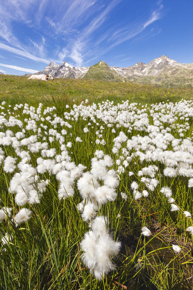 Blooming Cottongrass flowers (Eriophorum), Montespluga, Madesimo, Sondrio province, Spluga valley, Lombardy, Italy, Europe