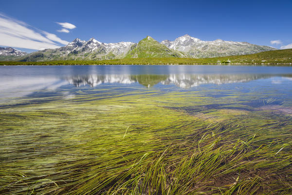 Spluga valley peaks reflected on Andossi lake with Sparganium plants (Sparganium Angustifolium), Montespluga, Madesimo, Sondrio province, Spluga valley, Lombardy, Italy, Europe