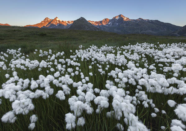 Sunrise on of Spluga valley peaks with blooming Cottongrass flowers (Eriophorum), Montespluga, Madesimo, Sondrio province, Spluga valley, Lombardy, Italy, Europe