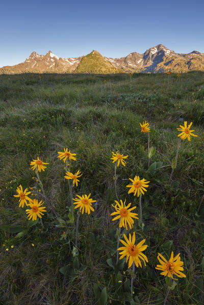 Sunrise on of Spluga valley peaks with blooming Wolf's Bane flowers (Arnica montana), Montespluga, Madesimo, Sondrio province, Spluga valley, Lombardy, Italy, Europe