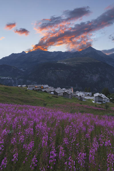 Sunrise on Starleggia village with blooming willowherb flowers (epilobium), Campodolcino, Sondrio province, Spluga valley, Lombardy, Italy, Europe