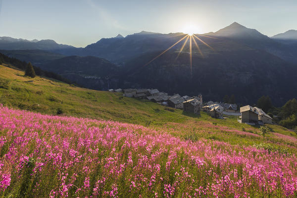 Sunrise on Starleggia village with blooming willowherb flowers (epilobium), Campodolcino, Sondrio province, Spluga valley, Lombardy, Italy, Europe