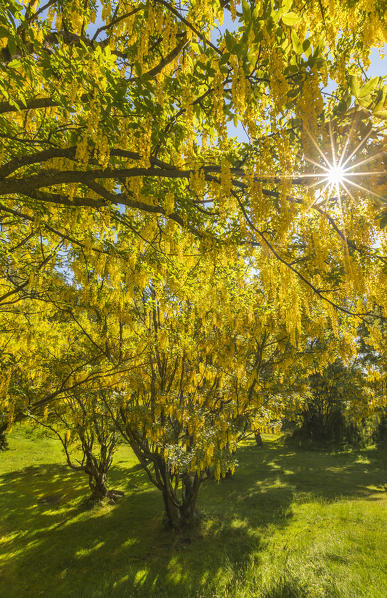 The biggest Laburnum forest (Laburnum Anagyroides) of Europe, Generoso mount, Intelvi valley, Como province, Lombardy, Italy, Europe