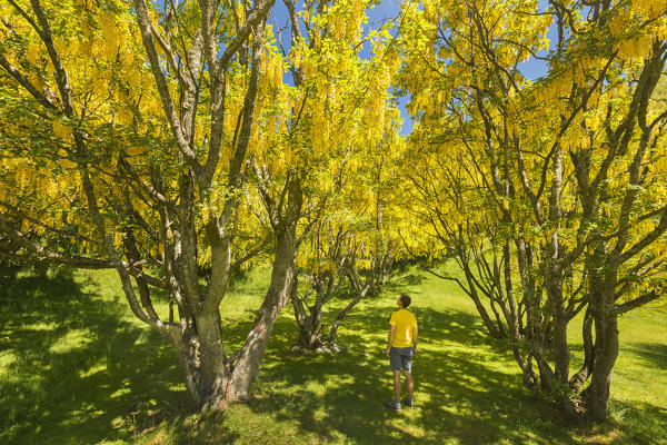Hiker looks Laburnum trees (Laburnum Anagyroides), the biggest Laburnum forest of Europe, Generoso mount, Intelvi valley, Como province, Lombardy, Italy, Europe (MR)