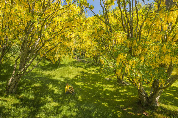 Hiker relaxes and looks Laburnum trees (Laburnum Anagyroides), the biggest Laburnum forest of Europe, Generoso mount, Intelvi valley, Como province, Lombardy, Italy, Europe (MR)