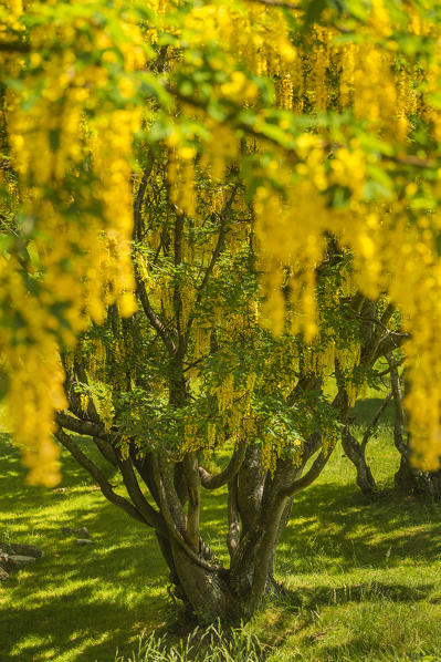 Laburnum tree (Laburnum Anagyroides) in the forest, the biggest Laburnum forest of Europe, Generoso mount, Intelvi valley, Como province, Lombardy, Italy, Europe