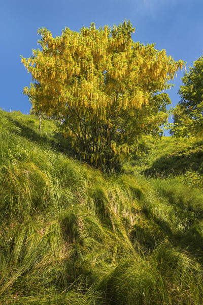 Laburnum tree (Laburnum Anagyroides) in the forest, the biggest Laburnum forest of Europe, Generoso mount, Intelvi valley, Como province, Lombardy, Italy, Europe