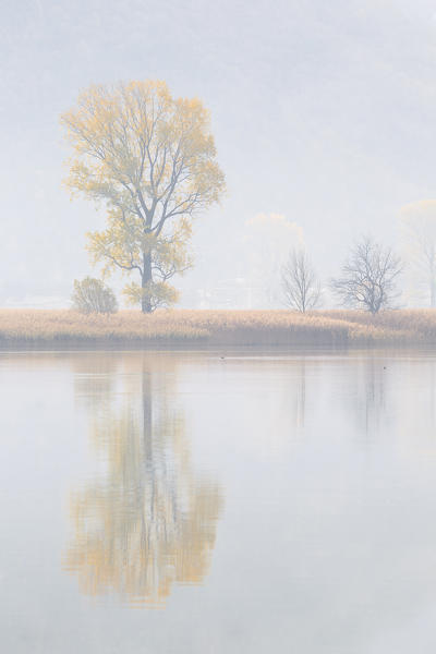 Trees reflected into Mera river, Riserva Naturale Pian di Spagna e Lago di Mezzola, lake Como, Como province, Lombardy, Italy, Europe