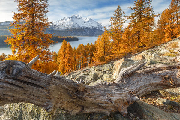 Autumnal larches frame piz da la Margna mount, lake Sils, Engadine, Canton of Graubunden, Maloja district, Switzerland, Europe
