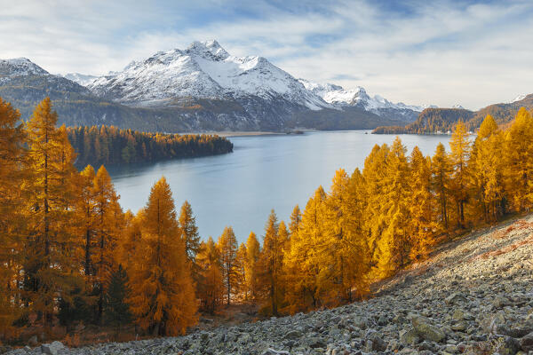 Autumnal larches frame piz da la Margna mount, lake Sils, Engadine, Canton of Graubunden, Maloja district, Switzerland, Europe