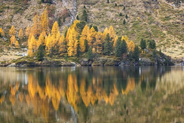 Autumn larches reflection, lake Cavloc, Forno valley, Bregaglia Valley, Maloja district, Engadine, Canton of Graubunden, Switzerland, Europe