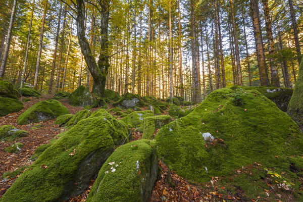 Autumn foliage at Bagni di Masino, Val Masino, Sondrio  province, Valtellina, Lombardy, Italy, Europe