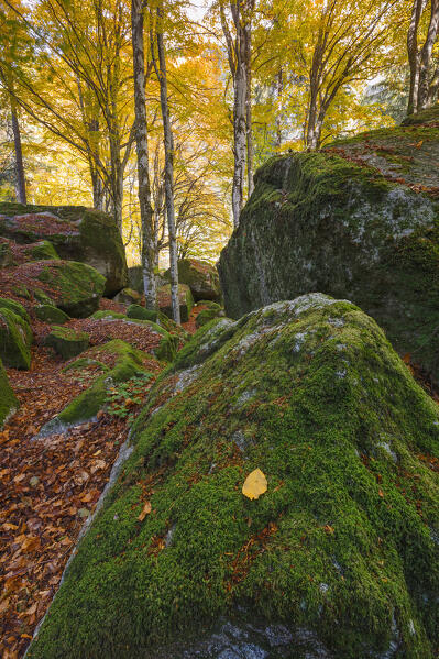 Autumn foliage at Bagni di Masino, Val Masino, Sondrio  province, Valtellina, Lombardy, Italy, Europe