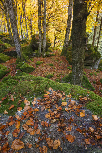 Autumn foliage at Bagni di Masino, Val Masino, Sondrio  province, Valtellina, Lombardy, Italy, Europe