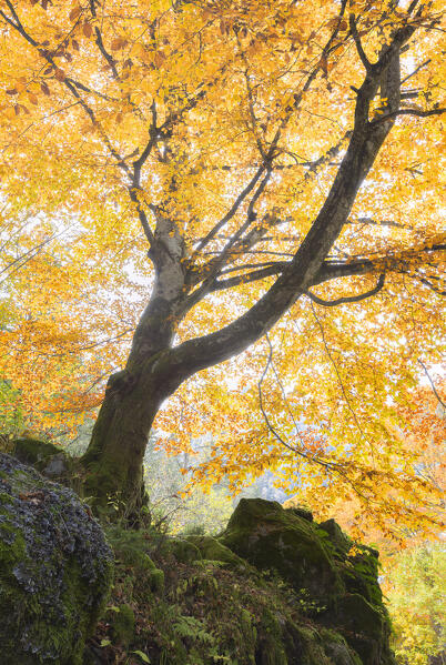 Autumn trees, Bagni di Masino, Val Masino, Sondrio  province, Valtellina, Lombardy, Italy, Europe