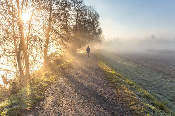 Hiker walks on the path in a foggy morning, Adda river, Airuno, Lecco province, Lombardy, Italy, Europe (MR)