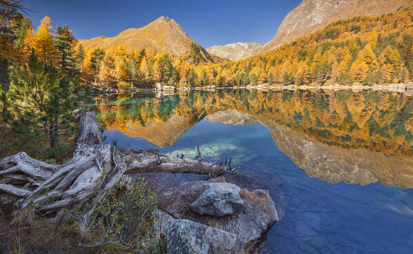 Autumn reflections on lake Saoseo, Poschiavo, Campo valley, Canton of Graubunden, Switzerland, Europe