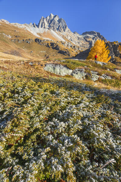 Hiker looks Autumn colors and Lagrev piz in a cold morning, lake Sils, Engadine, Canton of Graubunden, Switzerland, Europe (MR)